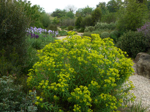 Vivers Càrex - Euphorbia ceratocarpa 